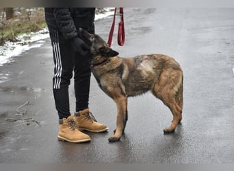 Sehr menschenbezogene Malinois-Mischlingshündin „HAZEL“, geb. 11/2022.