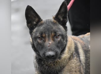 Sehr menschenbezogene Malinois-Mischlingshündin „HAZEL“, geb. 11/2022.