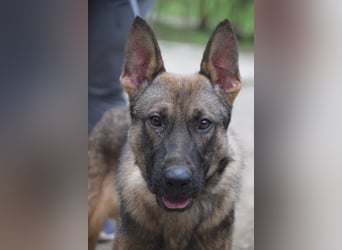 Malte - liebt die  Menschen und sucht das Abenteuer