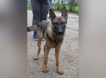 Malte - liebt die  Menschen und sucht das Abenteuer