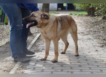 Amy- benötigt viel Bewegung und auch geistige Auslastung