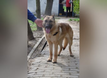 Amy- benötigt viel Bewegung und auch geistige Auslastung