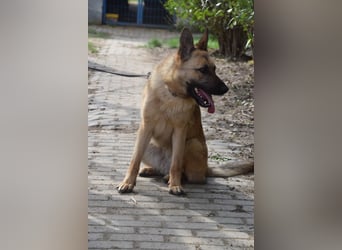 Amy- benötigt viel Bewegung und auch geistige Auslastung