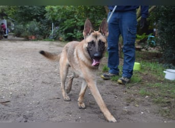 Sammy - aufgeschlossener, unerschrockener und aktiver Rüde