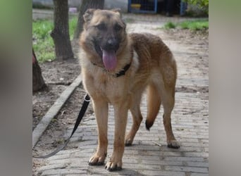 Amy- benötigt viel Bewegung und auch geistige Auslastung