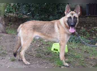 Sammy - aufgeschlossener, unerschrockener und aktiver Rüde