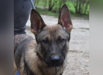 Malte - liebt die  Menschen und sucht das Abenteuer