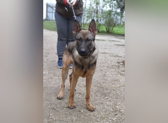 Malte - liebt die  Menschen und sucht das Abenteuer