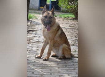 Amy- benötigt viel Bewegung und auch geistige Auslastung