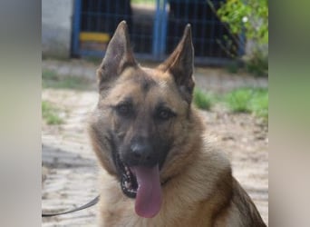 Amy- benötigt viel Bewegung und auch geistige Auslastung