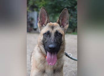 Sammy - aufgeschlossener, unerschrockener und aktiver Rüde