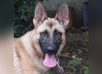 Sammy - aufgeschlossener, unerschrockener und aktiver Rüde