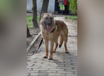 Amy- benötigt viel Bewegung und auch geistige Auslastung