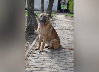 Amy- benötigt viel Bewegung und auch geistige Auslastung