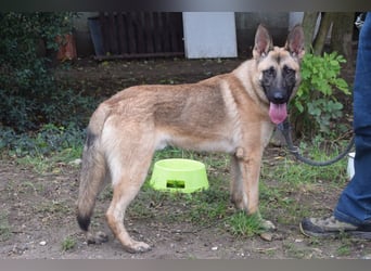 Sammy - aufgeschlossener, unerschrockener und aktiver Rüde