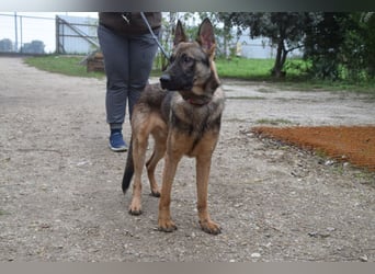 Malte - liebt die  Menschen und sucht das Abenteuer