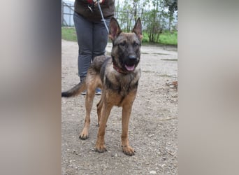 Malte - liebt die  Menschen und sucht das Abenteuer