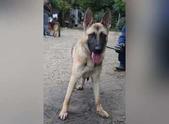 Sammy - aufgeschlossener, unerschrockener und aktiver Rüde