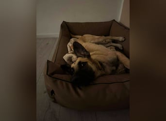 lieber Junghund Malinois Mischlings-Rüde Aladin sucht eine Familie
