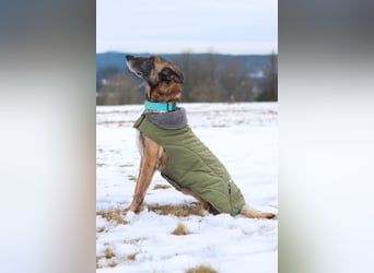 Herzenshund Malinois Mix Kurt sucht seine Menschen