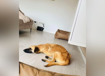 lieber Junghund Malinois Mischlings-Rüde Aladin sucht eine Familie