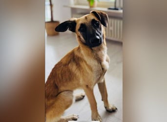 lieber Junghund Malinois Mischlings-Rüde Aladin sucht eine Familie