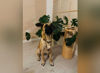 lieber Junghund Malinois Mischlings-Rüde Aladin sucht eine Familie