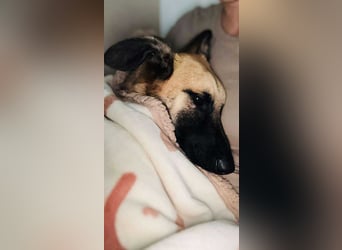 lieber Junghund Malinois Mischlings-Rüde Aladin sucht eine Familie
