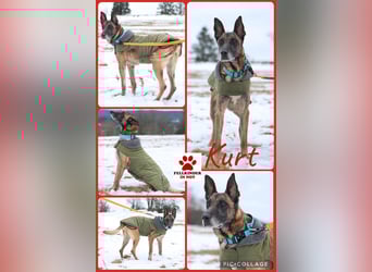 Herzenshund Malinois Mix Kurt sucht seine Menschen