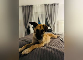 lieber Junghund Malinois Mischlings-Rüde Aladin sucht eine Familie