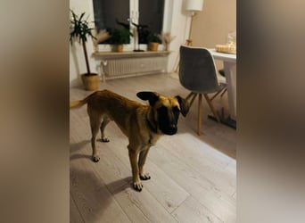 lieber Junghund Malinois Mischlings-Rüde Aladin sucht eine Familie
