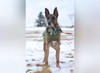 Herzenshund Malinois Mix Kurt sucht seine Menschen