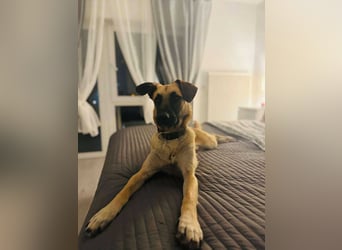 lieber Junghund Malinois Mischlings-Rüde Aladin sucht eine Familie