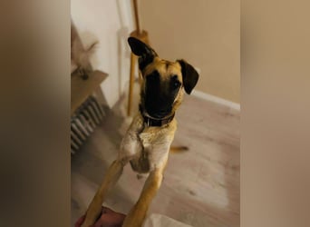 lieber Junghund Malinois Mischlings-Rüde Aladin sucht eine Familie