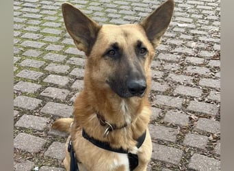 Malinois Mischling Tommy wartet bei Osnabrück