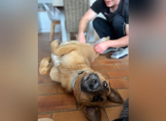 Malinois Mischling Tommy wartet bei Osnabrück