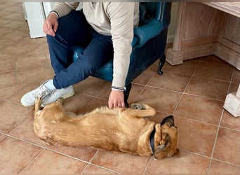 Malinois Mischling Tommy wartet bei Osnabrück