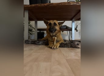 Malinois Mischling Tommy wartet bei Osnabrück
