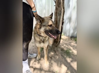 Twix Aktiver Herzenshund sucht sein Abenteuer-Zuhause