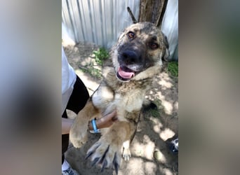 Twix Aktiver Herzenshund sucht sein Abenteuer-Zuhause