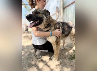 Twix Aktiver Herzenshund sucht sein Abenteuer-Zuhause