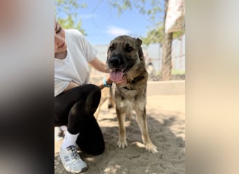 Twix Aktiver Herzenshund sucht sein Abenteuer-Zuhause