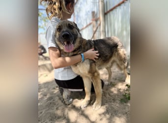 Twix Aktiver Herzenshund sucht sein Abenteuer-Zuhause