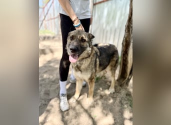 Twix Aktiver Herzenshund sucht sein Abenteuer-Zuhause