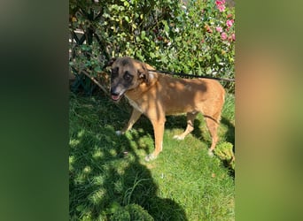 Shadow  - katzenverträglich