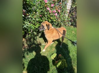 Shadow  - katzenverträglich