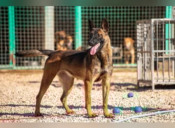 Schäferhund(mix) Freunde aufgepasst – hier kommt unsere Reika