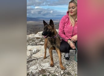 Schäferhund(mix) Freunde aufgepasst – hier kommt unsere Reika