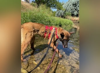 Schäferhund(mix) Freunde aufgepasst – hier kommt unsere Reika