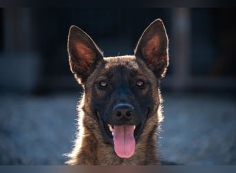 Schäferhund(mix) Freunde aufgepasst – hier kommt unsere Reika